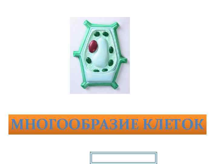 МНОГООБРАЗИЕ КЛЕТОК Prezentacii. com 