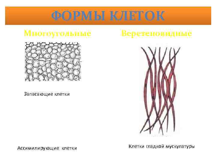 Клеточные формы жизни