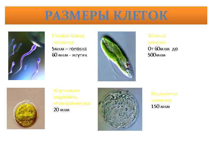 РАЗМЕРЫ КЛЕТОК Сперматозоид человека 5 мкм – головка 60 мкм жгутик Жгутиковая водоросль хламидомонада
