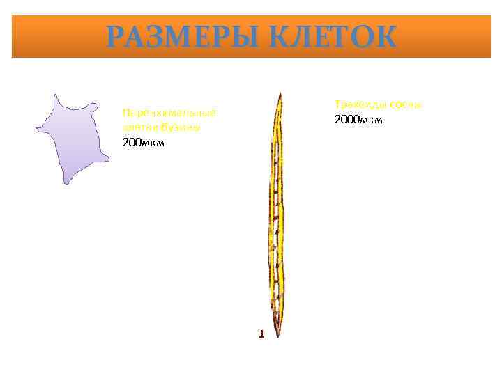 РАЗМЕРЫ КЛЕТОК Паренхимальные клетки бузины 200 мкм Трахеиды сосны 2000 мкм 