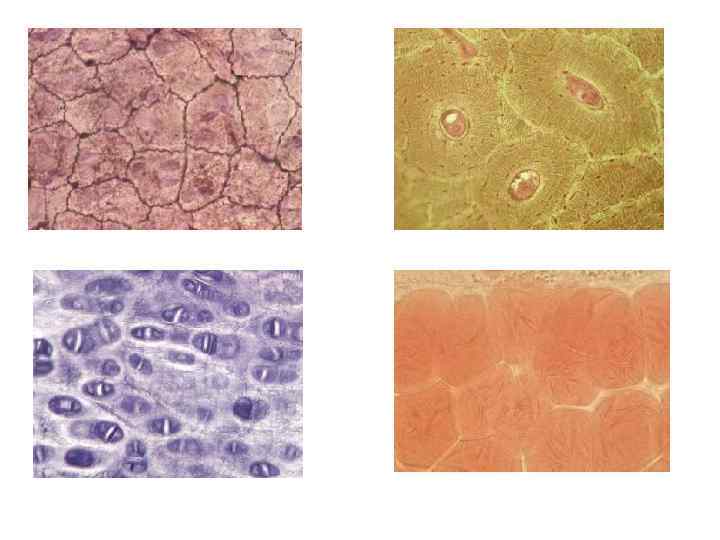 Клетки однослойного эпителия Клетки хрящевой ткани Клетки костной ткани Клетки жировой ткани 