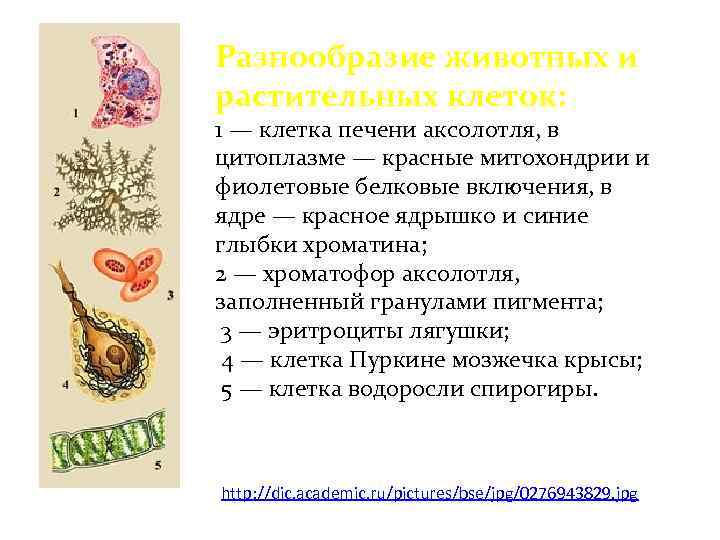 Разнообразие животных и растительных клеток: 1 — клетка печени аксолотля, в цитоплазме — красные