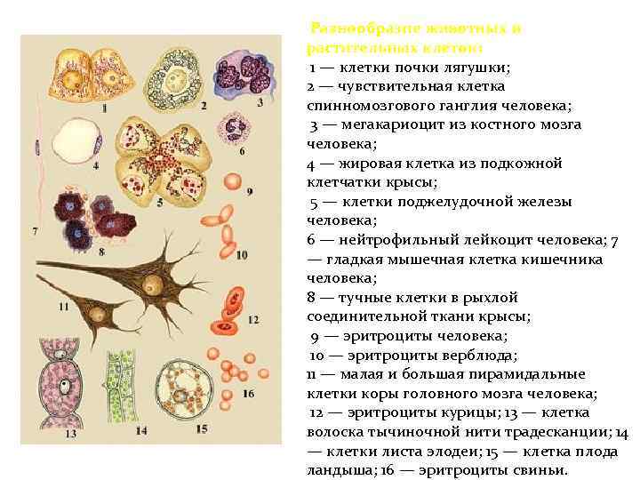 Культура клеток почек. Клетки почек. Клетки почки лягушки. Чувствительность клетки. Клетки соединительной ткани мегакариоцит.