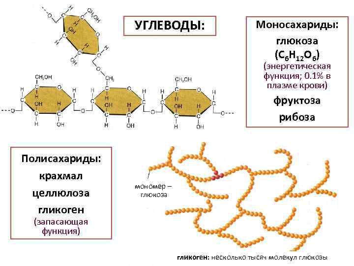 Определите количество молекул глюкозы. Мономер гликогена. Мономер крахмала и гликогена. Запасает гликоген. Функции полисахаридов гликоген, Целлюлоза, крахмал.