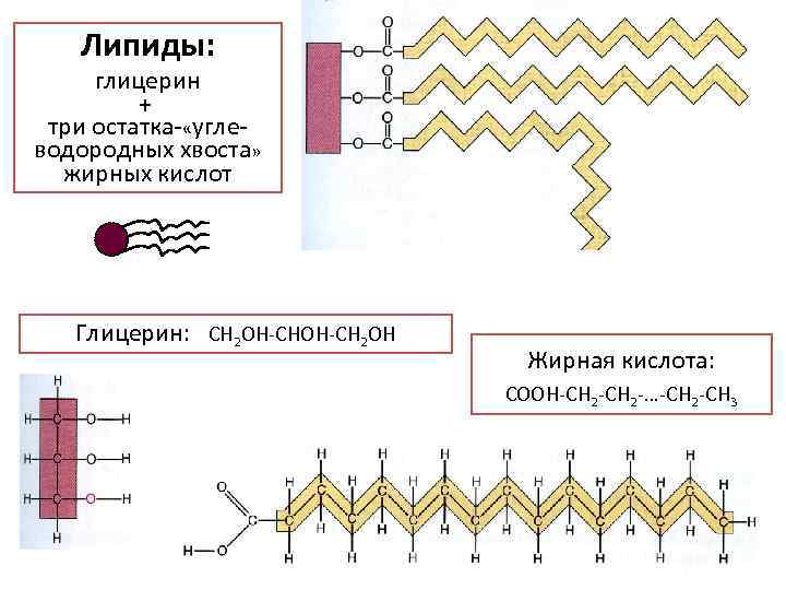 Липиды: глицерин + три остатка «угле водородных хвоста» жирных кислот Глицерин: СН 2 ОН