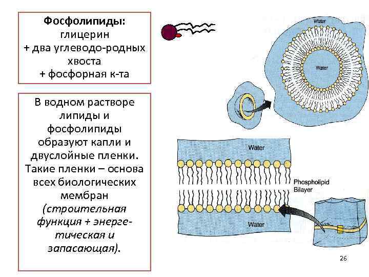 Фосфолипиды: глицерин + два углеводо родных хвоста + фосфорная к та В водном растворе
