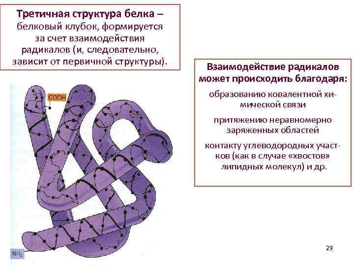 Третичная структура белка – белковый клубок, формируется за счет взаимодействия радикалов (и, следовательно, зависит
