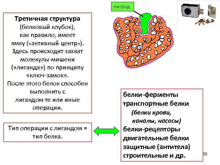 лиганд Третичная структура (белковый клубок), как правило, имеет ямку ( «активный центр» ). Здесь