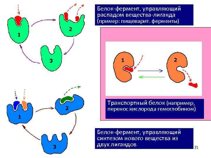 Белок фермент, управляющий распадом вещества лиганда (пример: пищеварит. ферменты) 2 1 1 3 2