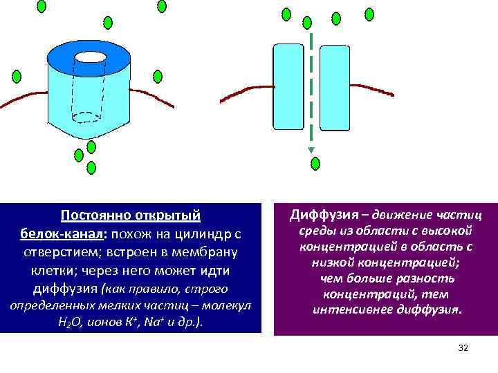 3 Постоянно открытый белок-канал: похож на цилиндр с отверстием; встроен в мембрану клетки; через