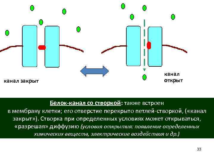 канал закрыт канал открыт Белок-канал со створкой: также встроен в мембрану клетки; его отверстие