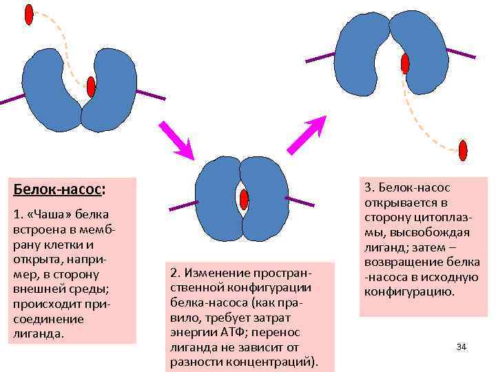 Белок-насос: 1. «Чаша» белка встроена в мемб рану клетки и открыта, напри мер, в