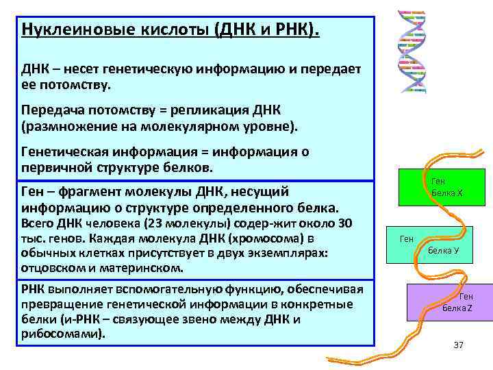 Процессу реализации генетической информации отвечает схема