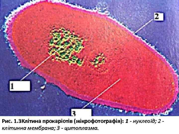 Рис. 1. 3 Клітина прокаріотів (мікрофотографія): 1 нуклеоїд; 2 клітинна мембрана; 3 цитоплазма. 