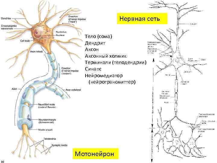 Нервная сеть Тело (сома) Дендрит Аксонный холмик Терминали (телодендрии) Синапс Нейромедиатор (нейротрансмиттер) Мотонейрон 