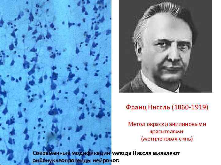 Франц Ниссль (1860 1919) Метод окраски анилиновыми красителями (метиленовая синь) Современные модификации метода Ниссля
