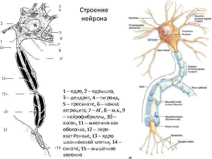 Строение нейрона 1 – ядро, 2 – ядрышко, 3 – дендрит, 4 – тигроид,