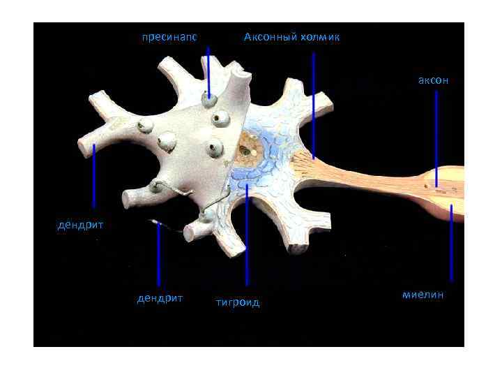 пресинапс Аксонный холмик аксон дендрит тигроид миелин 