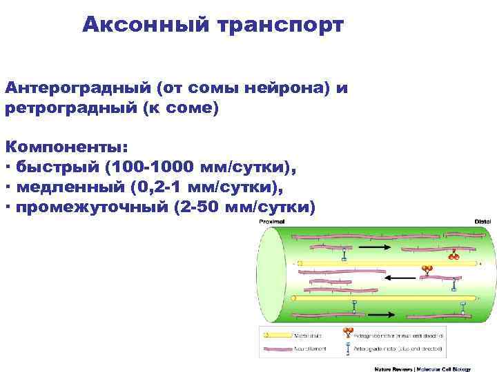 Аксонный транспорт Антероградный (от сомы нейрона) и ретроградный (к соме) Компоненты: ∙ быстрый (100
