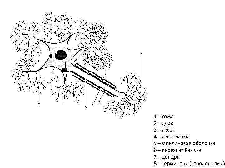 Типичный нейрон 7 1 – сома 2 – ядро 3 – аксон 4 –