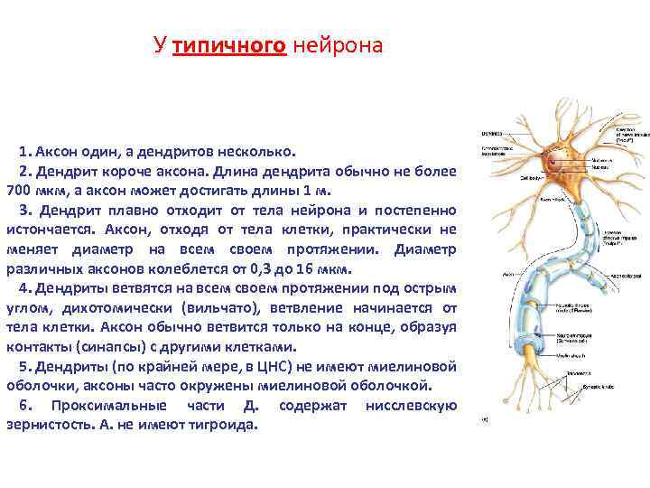 У типичного нейрона 1. Аксон один, а дендритов несколько. 2. Дендрит короче аксона. Длина