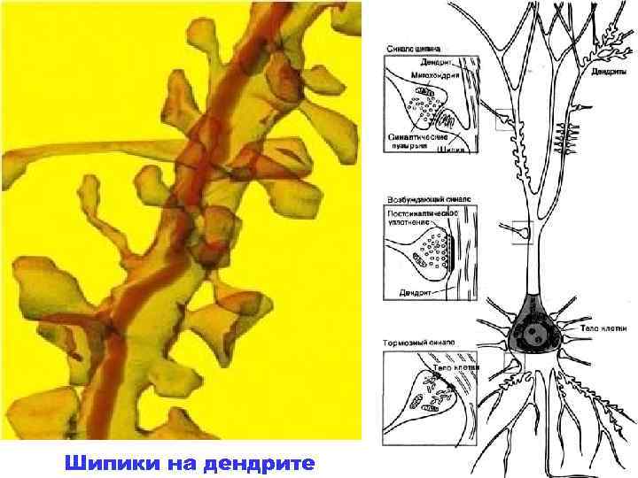 Шипики на дендрите 