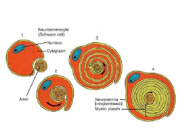 Образование миелиновой оболочки (неврилемма) 
