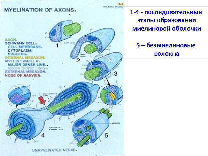 1 -4 - последовательные этапы образования миелиновой оболочки 5 – безмиелиновые волокна 