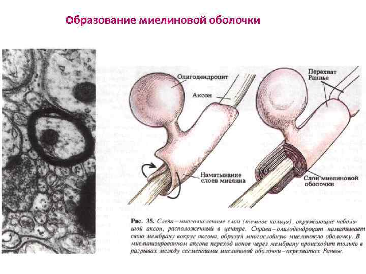 Образование миелиновой оболочки 
