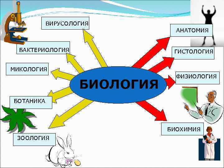 ВИРУСОЛОГИЯ АНАТОМИЯ БАКТЕРИОЛОГИЯ ГИСТОЛОГИЯ МИКОЛОГИЯ БИОЛОГИЯ ФИЗИОЛОГИЯ БОТАНИКА БИОХИМИЯ ЗООЛОГИЯ 