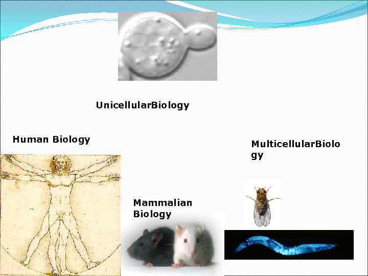 Unicellular. Biology Human Biology Multicellular. Biolo gy Mammalian Biology 
