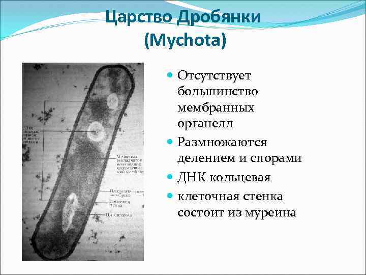 Царство Дробянки (Mychota) Отсутствует большинство мембранных органелл Размножаются делением и спорами ДНК кольцевая клеточная