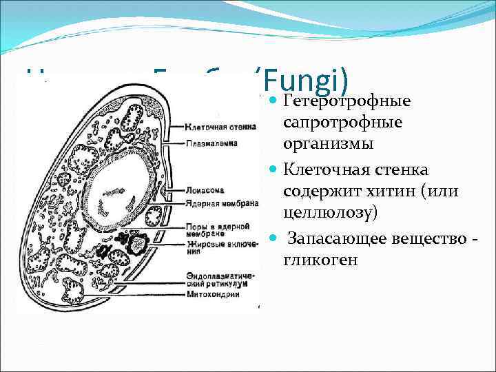 Царство Грибы (Fungi) Гетеротрофные сапротрофные организмы Клеточная стенка содержит хитин (или целлюлозу) Запасающее вещество