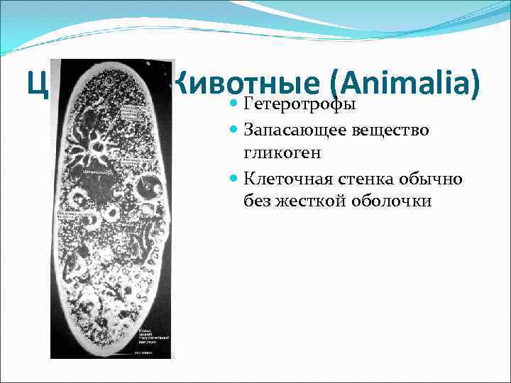 Царство Животные (Animalia) Гетеротрофы Запасающее вещество гликоген Клеточная стенка обычно без жесткой оболочки 