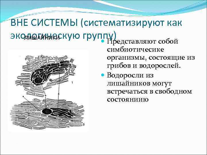 ВНЕ СИСТЕМЫ (систематизируют как экологическую группу) ЛИШАЙНИКИ Представляют собой симбиотичесике организмы, состоящие из грибов