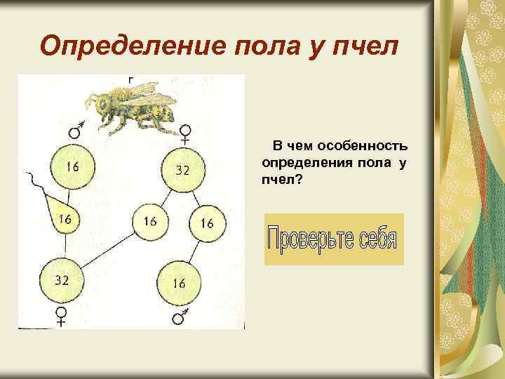 Определение пола у пчел В чем особенность определения пола у пчел? 