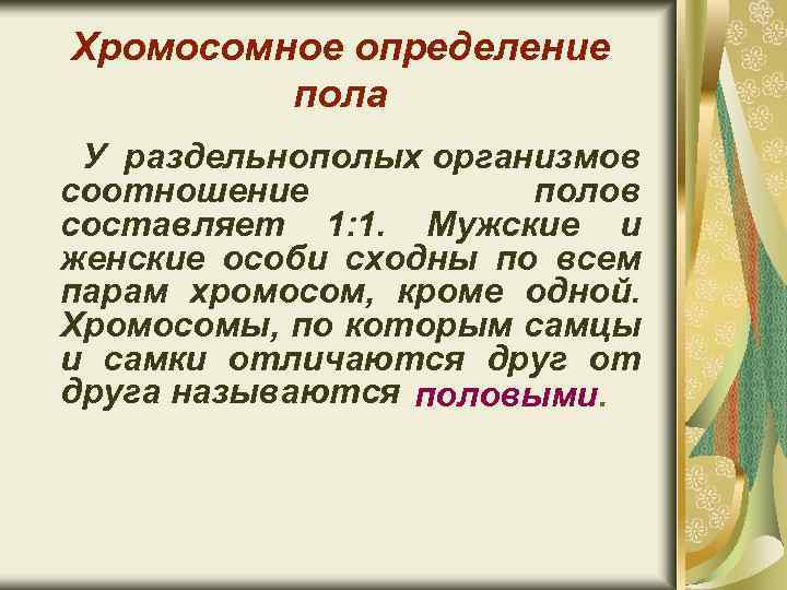 Хромосомное определение пола У раздельнополых организмов соотношение полов составляет 1: 1. Мужские и женские