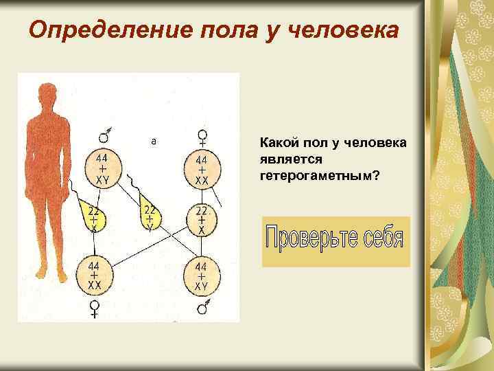 Определение пола у человека Какой пол у человека является гетерогаметным? 