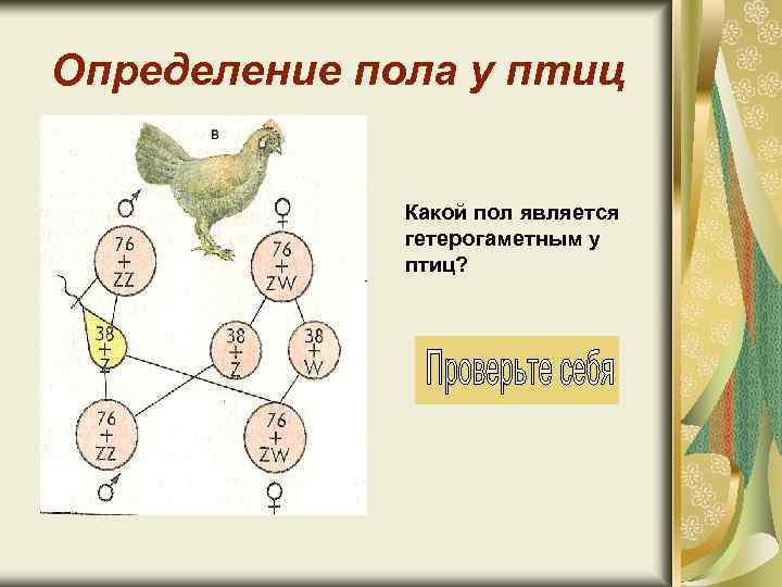 Определение пола у птиц Какой пол является гетерогаметным у птиц? 