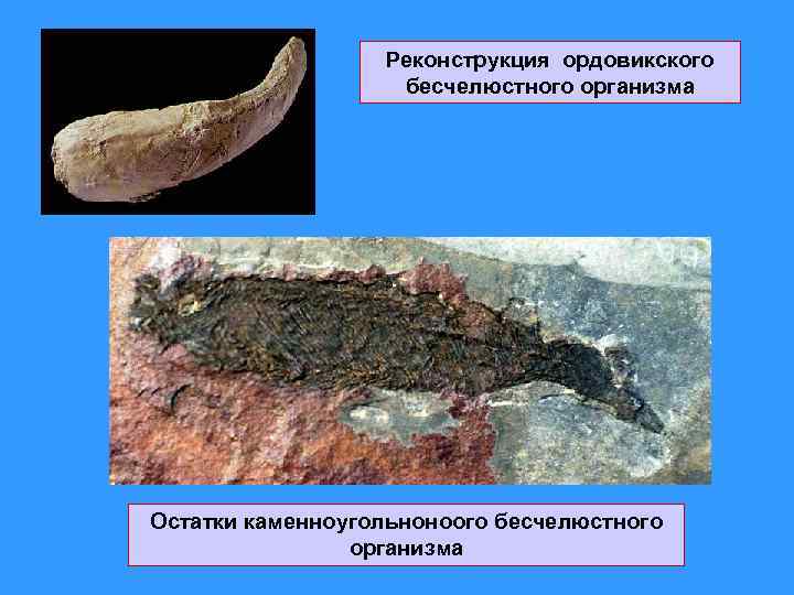 Реконструкция ордовикского бесчелюстного организма Остатки каменноугольноноого бесчелюстного организма 