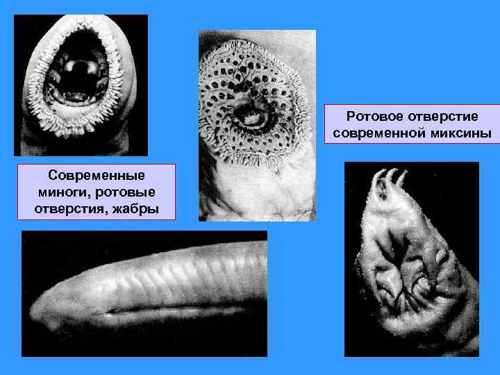 Ротовое отверстие современной миксины Современные миноги, ротовые отверстия, жабры 