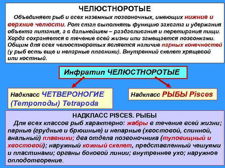 ЧЕЛЮСТНОРОТЫЕ Объединяет рыб и всех наземных позвоночных, имеющих нижние и верхние челюсти. Рот стал