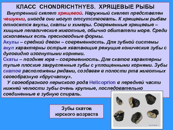 КЛАСС CHONDRICHTHYES. ХРЯЩЕВЫЕ РЫБЫ Внутренний скелет хрящевой. Наружный скелет представлен чешуями, иногда они могут