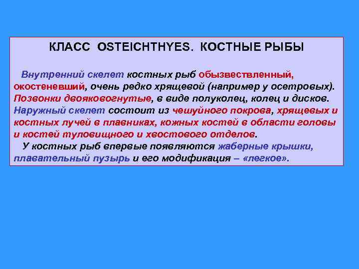 КЛАСС OSTEICHTHYES. КОСТНЫЕ РЫБЫ Внутренний скелет костных рыб обызвествленный, окостеневший, очень редко хрящевой (например