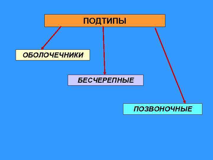 ПОДТИПЫ ОБОЛОЧЕЧНИКИ БЕСЧЕРЕПНЫЕ ПОЗВОНОЧНЫЕ 