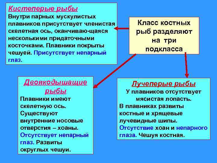 Кистеперые рыбы Внутри парных мускулистых плавников присутствует членистая скелетная ось, оканчиваю-щаяся несколькими придаточными косточками.