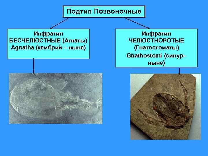 Подтип Позвоночные Инфратип БЕСЧЕЛЮСТНЫЕ (Агнаты) Agnatha (кембрий – ныне) Инфратип ЧЕЛЮСТНОРОТЫЕ (Гнатостоматы) Gnathostomi (силур–