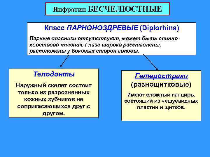 Инфратип БЕСЧЕЛЮСТНЫЕ Класс ПАРНОНОЗДРЕВЫЕ (Diplorhina) Парные плавники отсутствуют, может быть спиннохвостовой плавник. Глаза широко