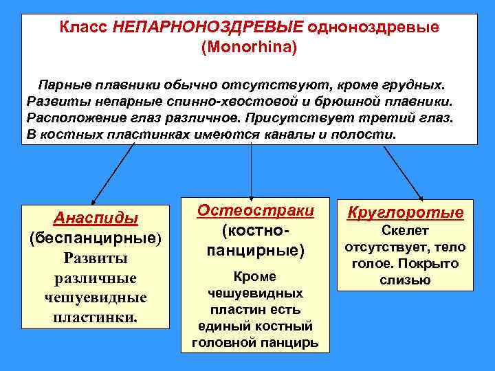 Класc НЕПАРНОНОЗДРЕВЫЕ одноноздревые (Monorhina) Парные плавники обычно отсутствуют, кроме грудных. Развиты непарные спинно-хвостовой и