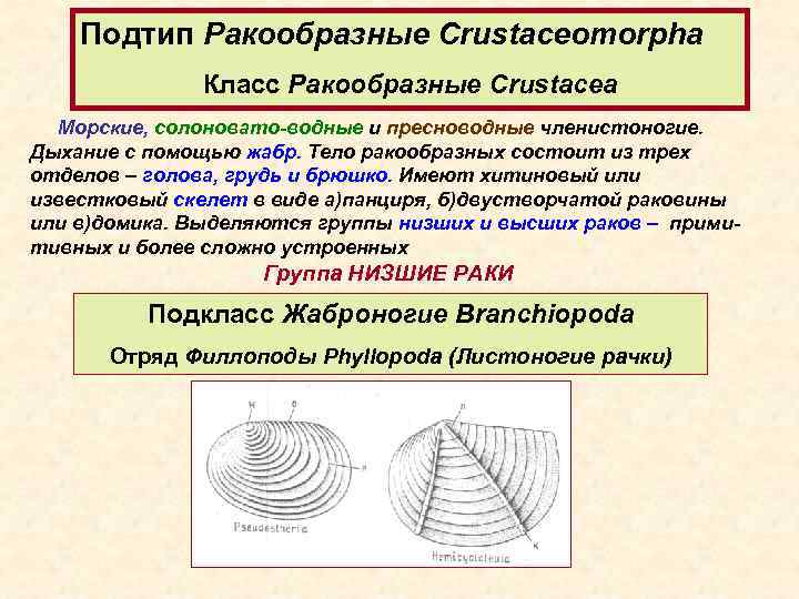 Подтип Ракообразные Crustaceomorpha Класс Ракообразные Crustacea Морские, солоновато-водные и пресноводные членистоногие. Дыхание с помощью
